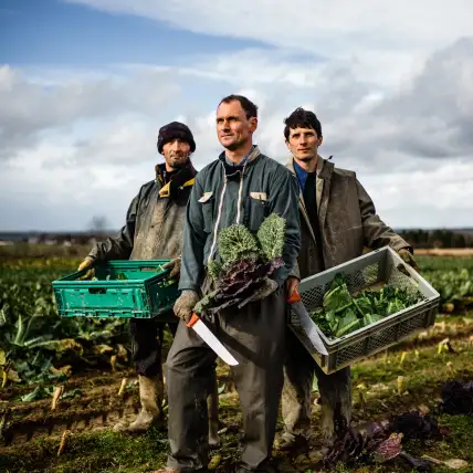 trois agriculteurs dans un champ de choux