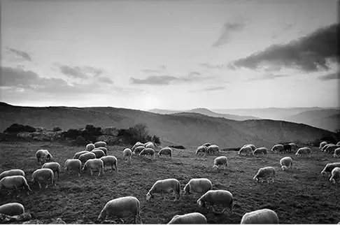 Dans un vaste pâturage vallonné, des moutons broutent