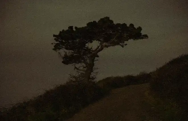 Silhouette d'arbre sur une colline