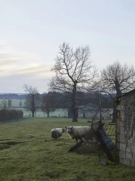 Photographie d'une campagne, dans une très légère brume : un ciel bleu pâle, des arbres noirs déplumés, des champs verts, et quelques nuages jaunes. Au premier plan, un abri en dur briques de ciment, un toit de tôle ; un plus petit abris en bois, et deux moutons : l'un dos tourné à l'objectif, l'autre le regardant.