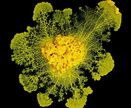 Une photographie au microscope du blob, organisme unicellulaire jaune.